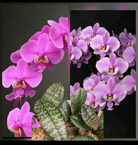 Phalaenopsis schilleriana - phalaenopsis,