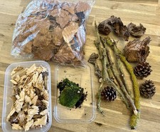 Isopod,  beetle, reptile, Pack Leaf Litter, Moss, Branches, Pine Cones Rot wood 