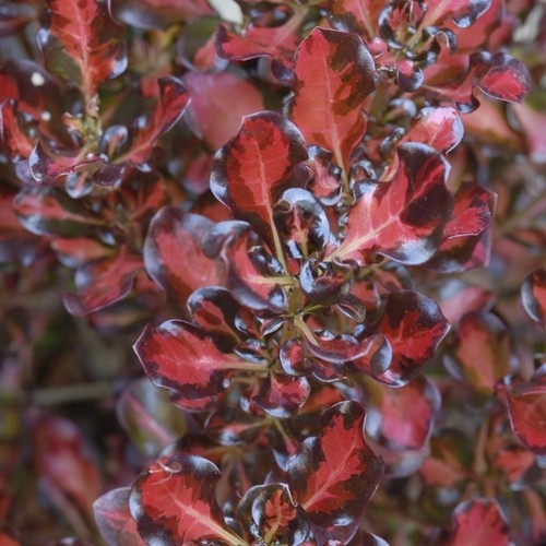 Coprosma pacific sunset - coprosma,