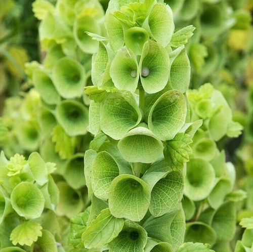 Bells ireland flower seeds - bells,