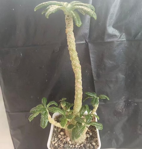 Dorstenia gigas schweinf ex - gigas,