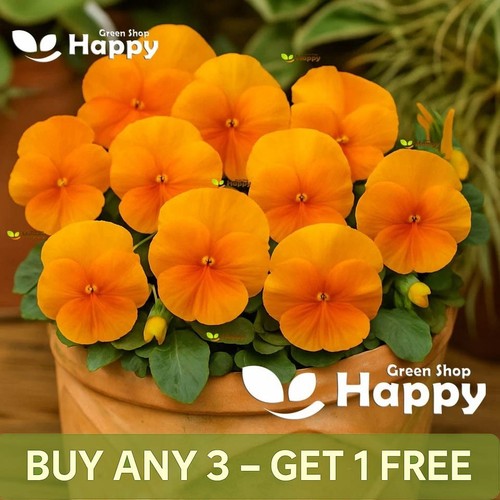 Pansy clear crystals - clear,
