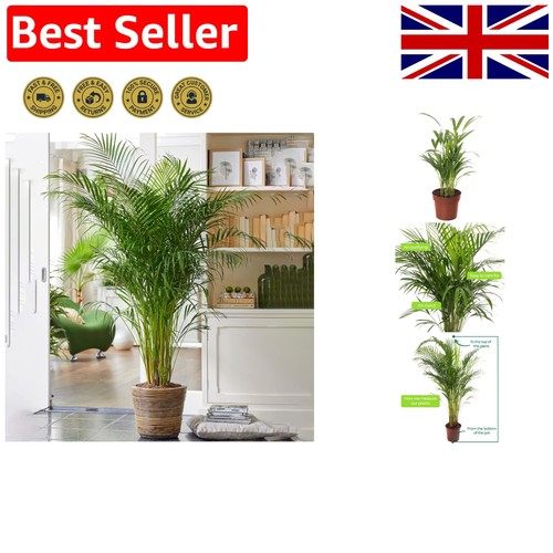 Areca palm large - palm,