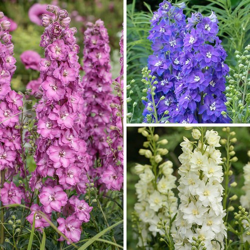 Delphinium delgenius cottage - delphinium,