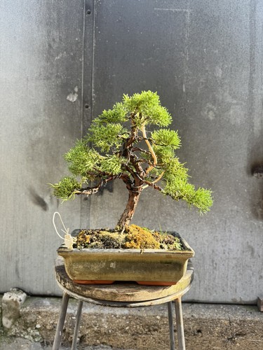 Imported japanese sargentii - imported,