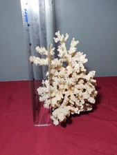 Natural Coral Specimen White
