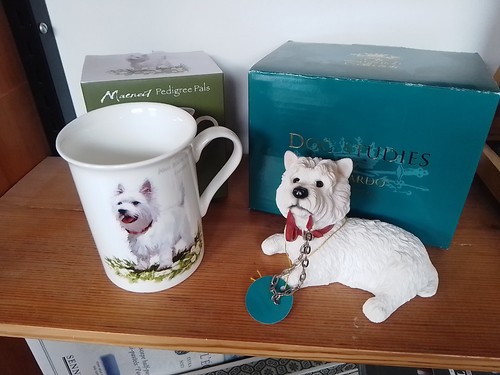 White west highland terrier - white,