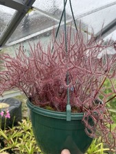 Drosera Binata Var Multifada