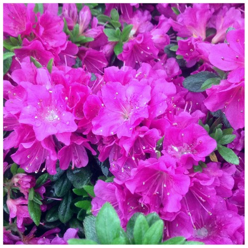 Azalea rhododendron geisha - azalea,
