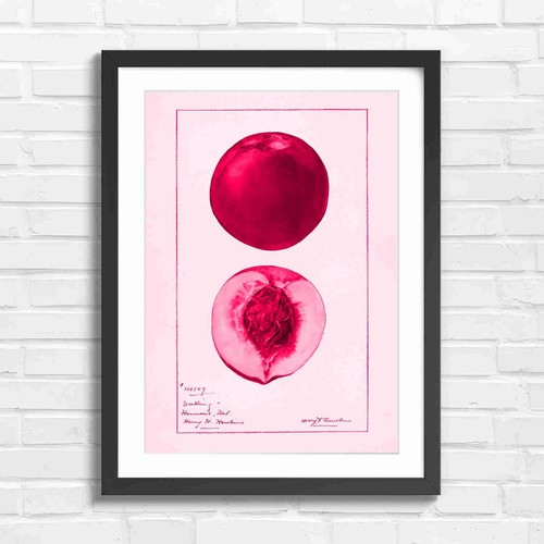 Vintage peach botanical art - vintage,