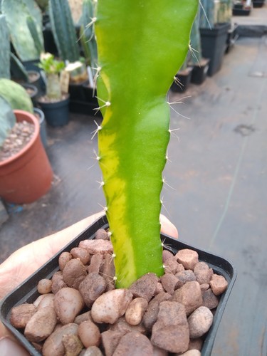 Variegated dragon fruit - variegated,