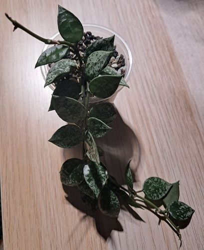 Hoya krohniana splash small - krohniana, splash.