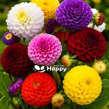 DAHLIA POMPONE DOUBLE MIX 160 SEEDS - Dahlia pinnata variabilis - ANNUAL FLOWER