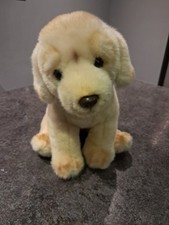 Golden Labrador retriever soft