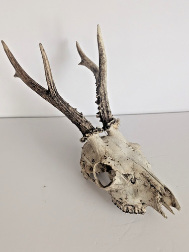 Medium large size roe deer - roe,