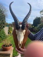Beautiful African Springbok Horns mounted on shield 030 TAXIDERMY Antlers
