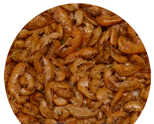 Gammarus premium freeze dried - premium,