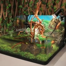 Natural Driftwood Aquarium