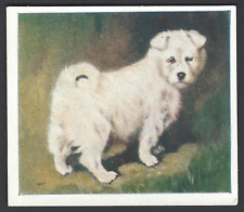 PHILLIPS - OUR PUPPIES - #22 THE SAMOYED