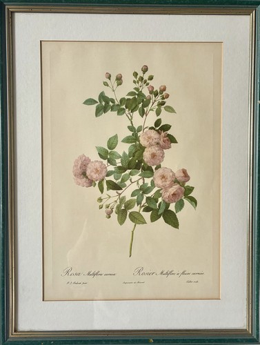 Pierre joseph redoute art - joseph,