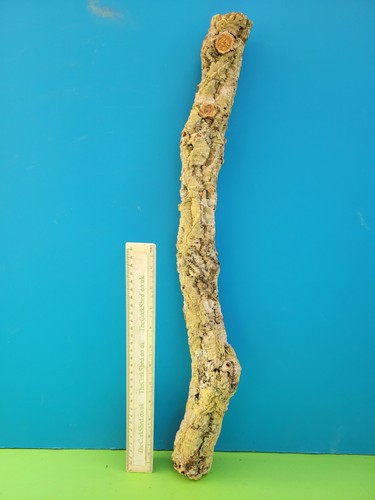 Cork bark branch 57cm - cork,