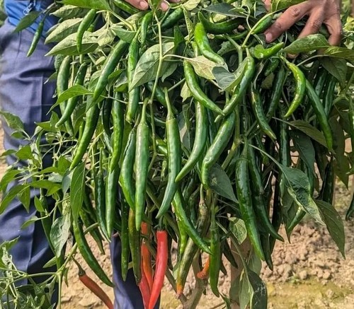 Indian bangladeshi - 🌼,