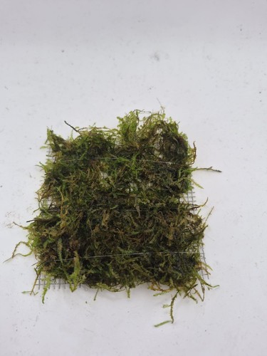 Aquarium carpeting plants - plants, on