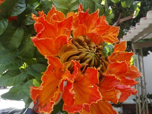 Spathodea campanulata - ,