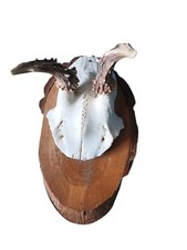 Vintage Roe Deer Skull Antlers