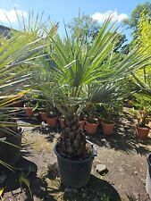 1 x5-6ft 70 ltr pot Brahea Armata Palm Tree . Hardy to -8 degrees 