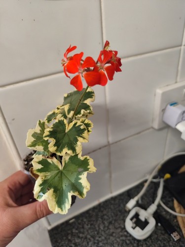 Pelargonium mrs pollock - pelargonium, pollock’