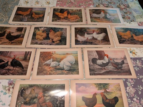 1920s 1930s poultry - 12-,