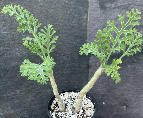 Pelargonium carnosum caudex - pelargonium,