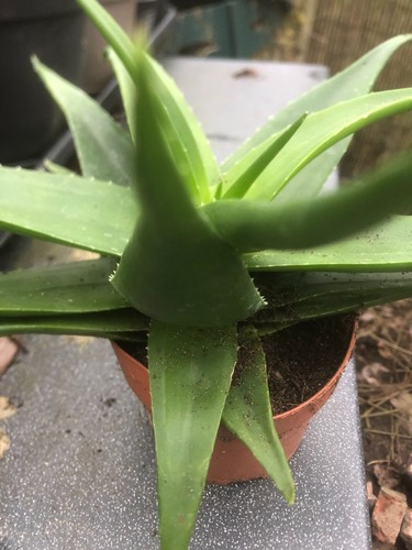 Large indoor succulent plant - indoor,