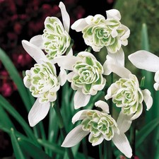 Double Snowdrops Bulbs