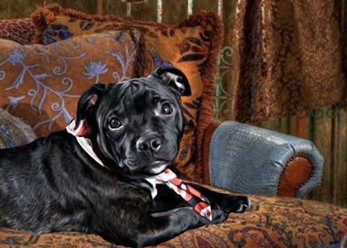 Staffordshire bull terrier - terrier,