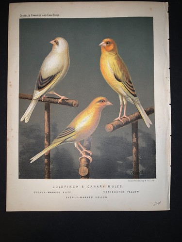 1875 cassell canaries and - 1875,