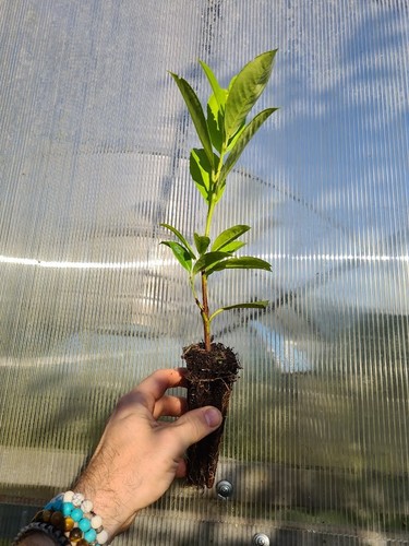 100x cherry laurel - cherry, plants