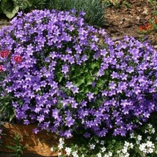Campanula muralis x9 Plug