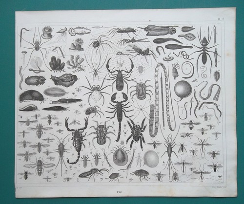 Insects spiders snails - spiders, corals