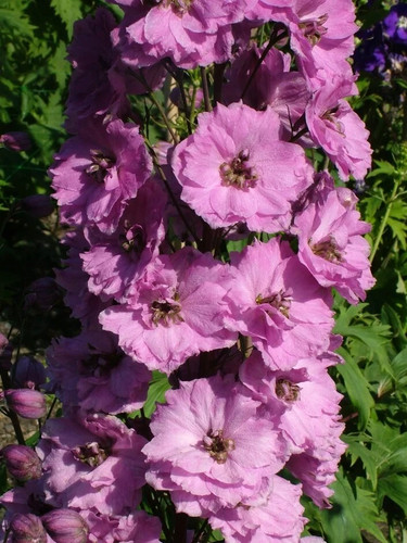 Delphinium pink punch - delphinium,