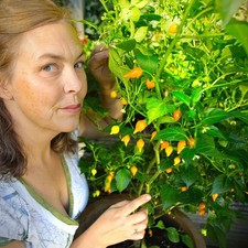 Yellow Biquinho Chilli Plug