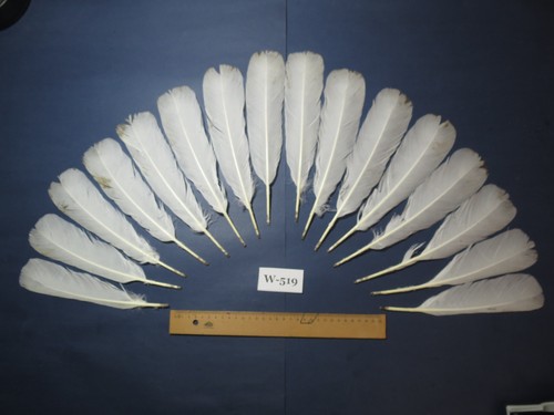 Pcs white turkey tail - white,