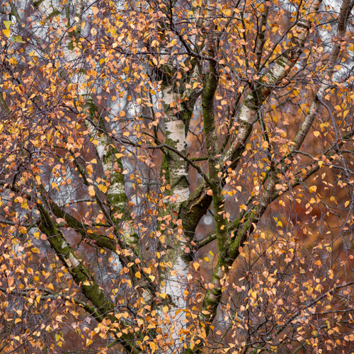 Silver birch trees - birch, betula