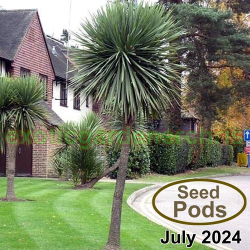 Fresh seed pods cordyline - seed,