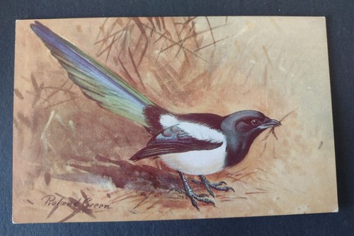 Bird postcard magpie - magpie,, artist
