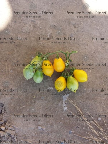 Vegetable tomato yellow - vegetable,