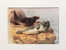 Grey Seal - Archibald Thorburn