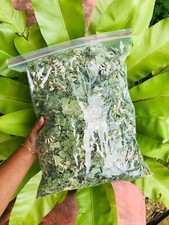 Ceylon mexican dream herb - mexican,