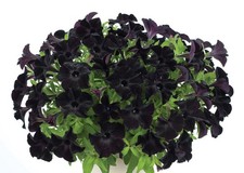 6 Trailing Petunia Back to